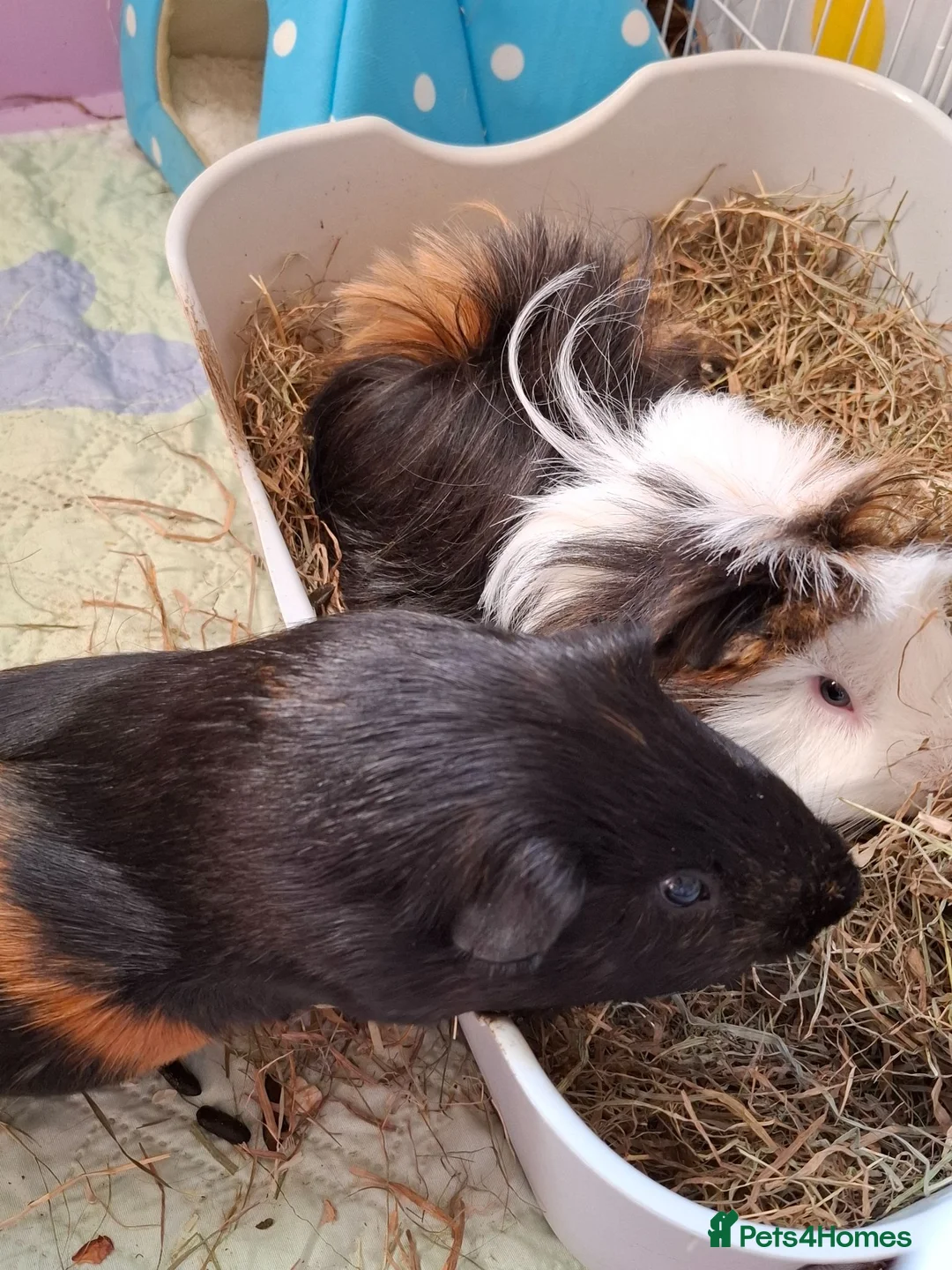Guinea Pig rodents for sale: Bonded pair of male guinea pigs  in Manchester - Advert 1