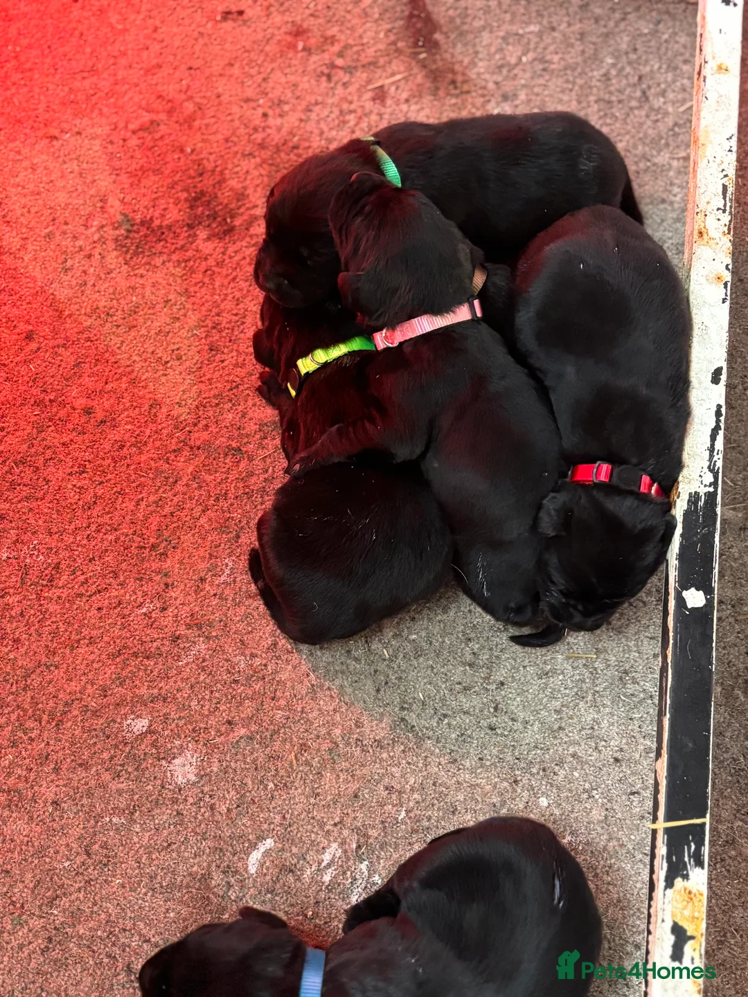 Labrador Retriever dogs for sale: Very chunky black Labrador puppies  in Wakefield - Advert 7