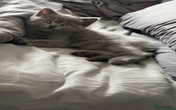 British Shorthair cats for sale: Pure breed British shorthairs  - Image 10