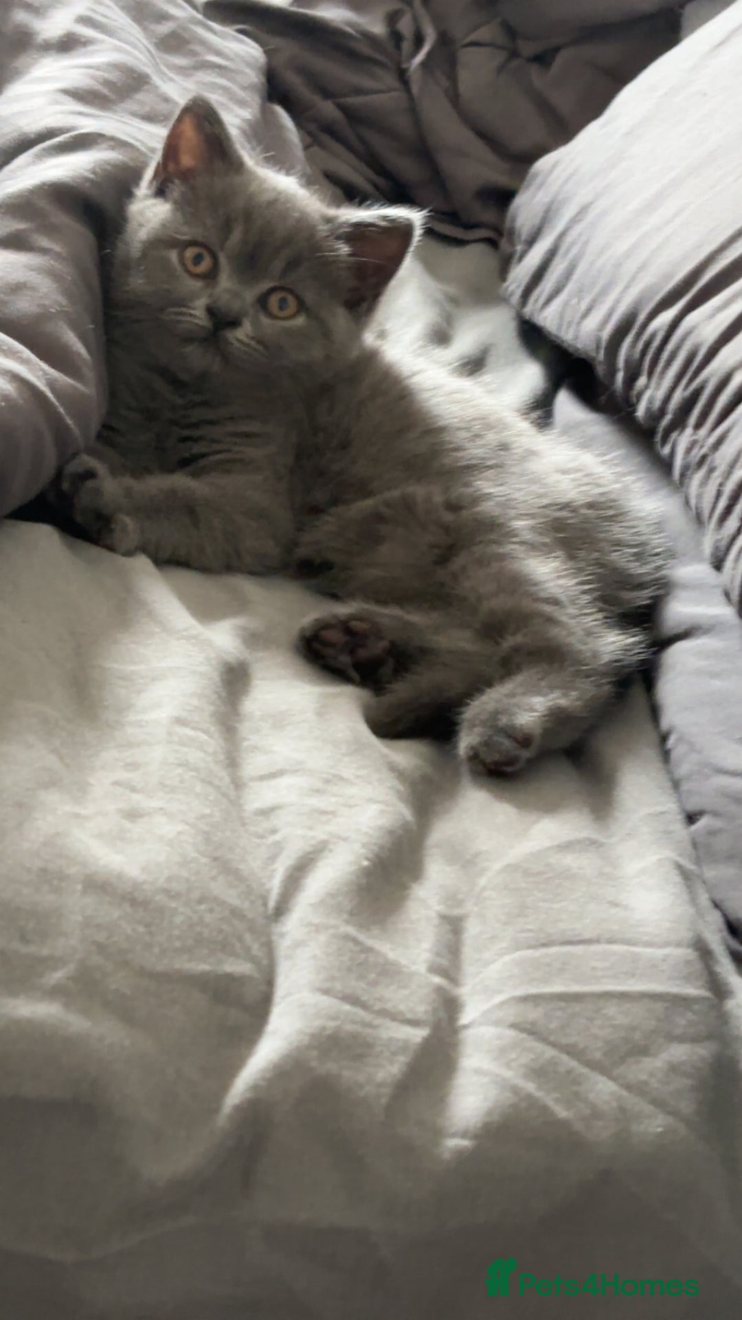 British Shorthair cats for sale: Pure breed British shorthairs  - Image 10