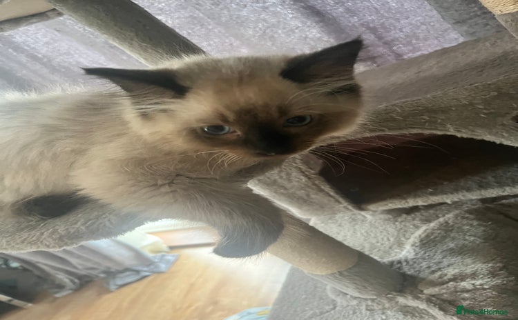 Ragdoll cats - Advert 12