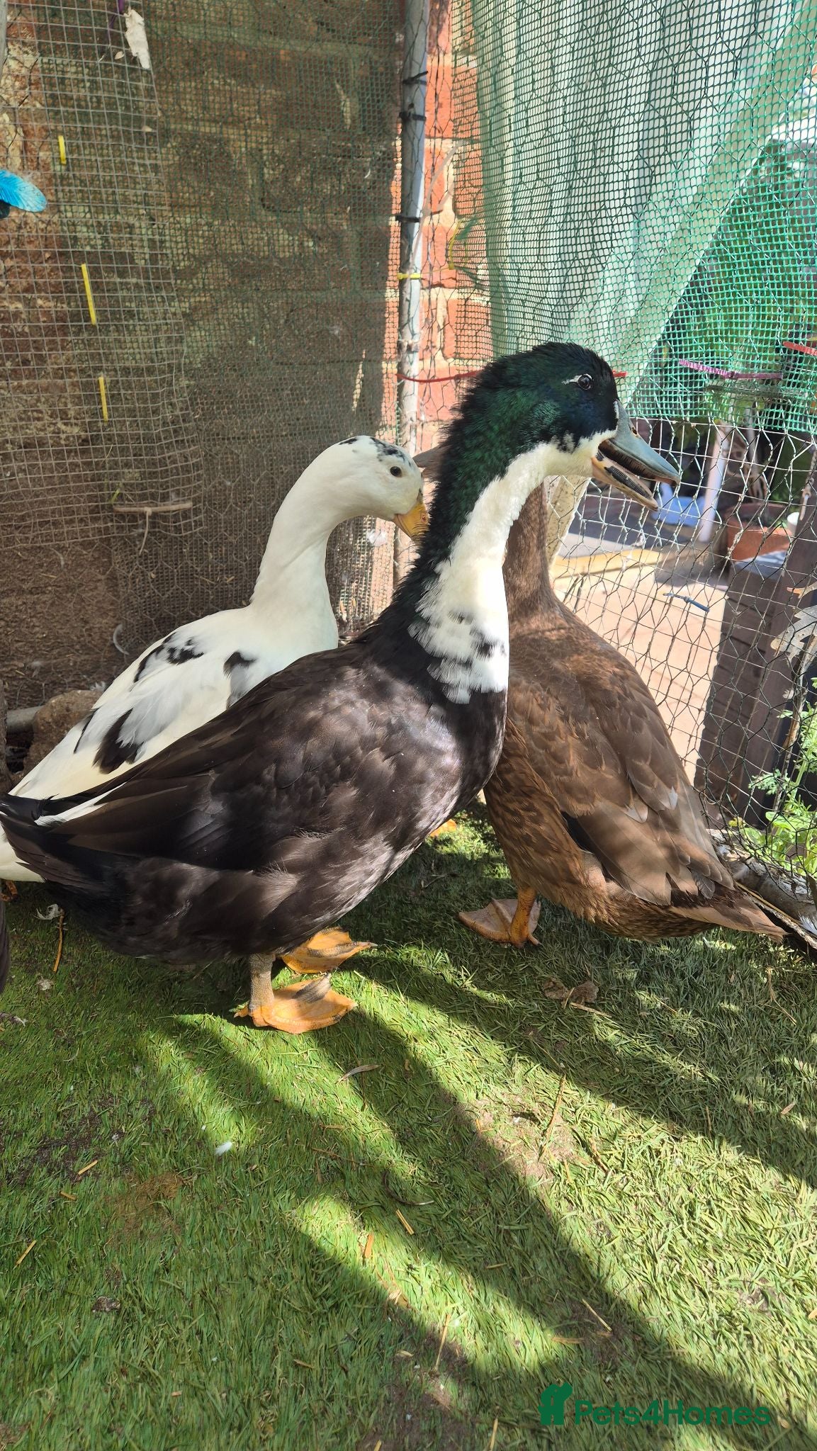 Ducks poultry 3 drakes for sale - Advert 1