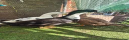 Ducks poultry for sale: 3 drakes for sale - Advert 1