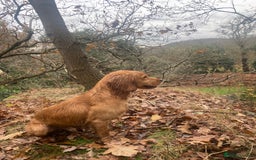 Cocker Spaniel dogs for stud: Proven Health tested Cocker spaniel for stud  in Loughborough - Image 7
