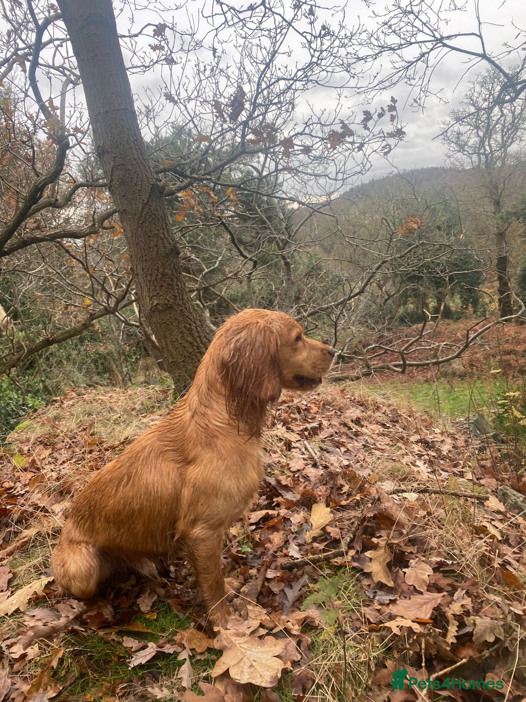 Cocker Spaniel dogs for stud: Proven Health tested Cocker spaniel for stud  in Loughborough - Image 7