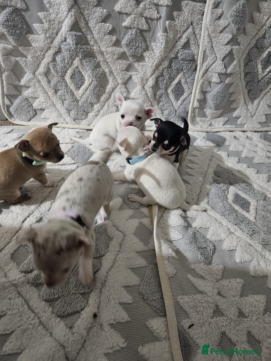 Chihuahua dogs for sale: Chihuahua puppies for sale - Advert 3