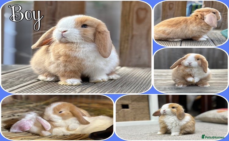 Mini Lop rabbits - Advert 5