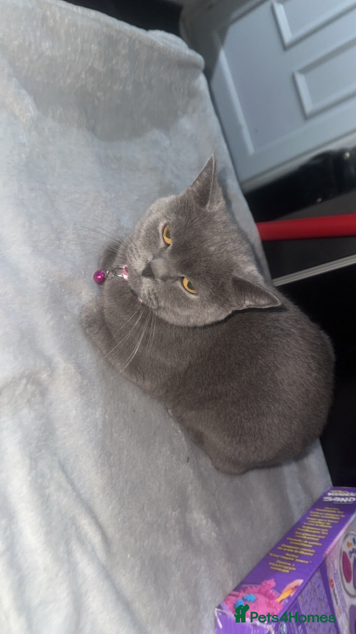 British Shorthair cats Gccf British shorthaired kittens  - Advert 1