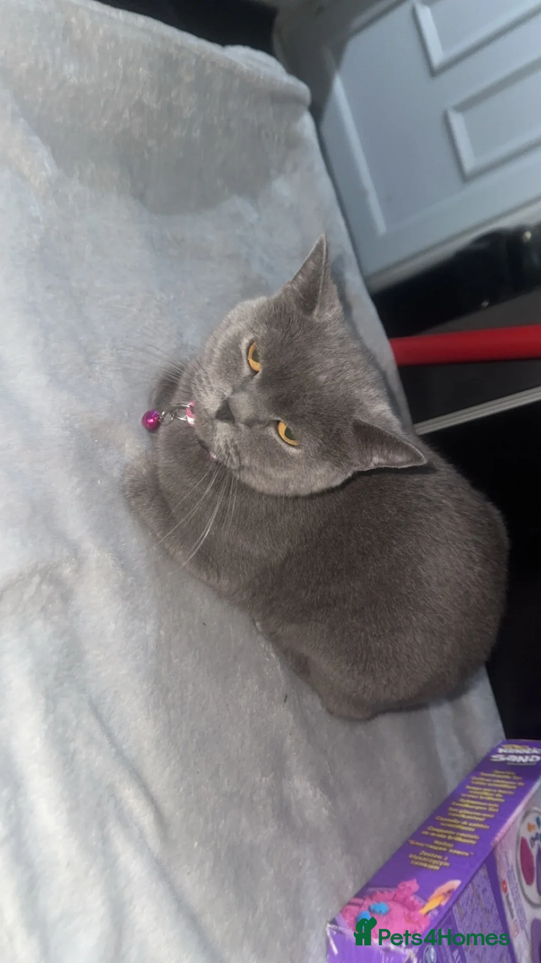British Shorthair cats for sale: Gccf British shorthaired kittens  - Advert 1