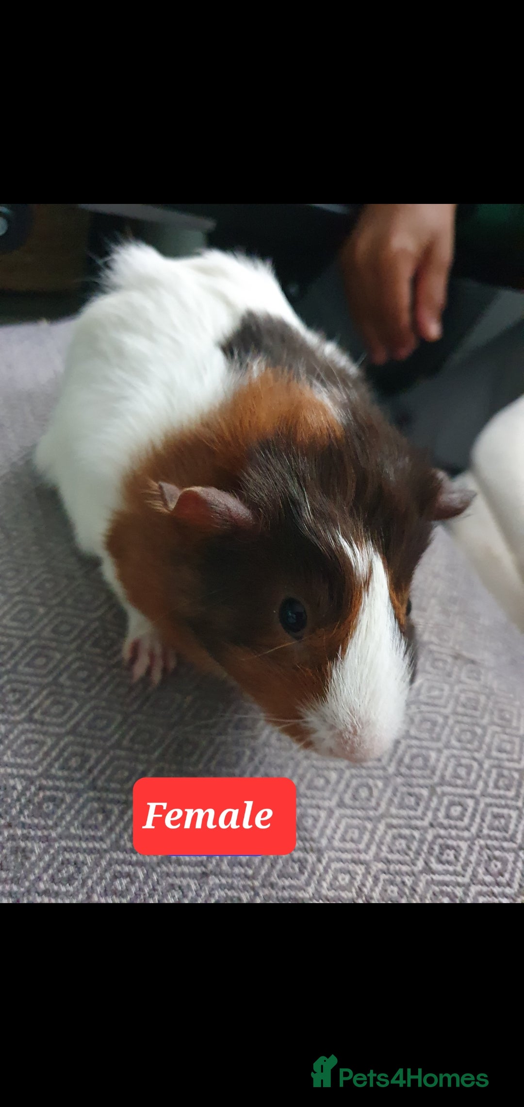 Guinea Pig rodents Guinea pigs - Advert 15