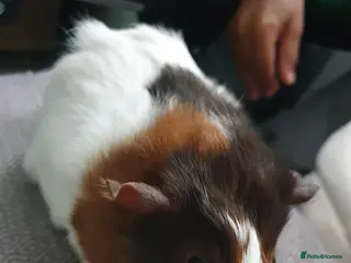 Guinea Pig rodents Guinea pigs - Advert 15