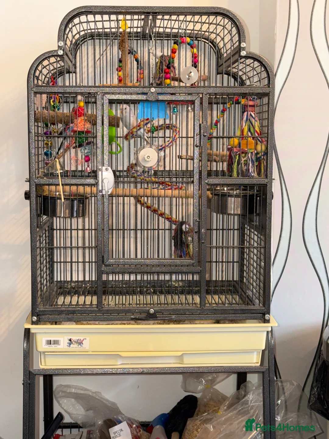Budgerigars birds for sale: 2 Budgies with Cage - Advert 2