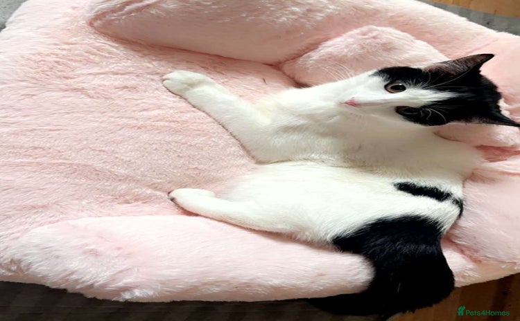 Domestic Shorthair cats - Advert 5