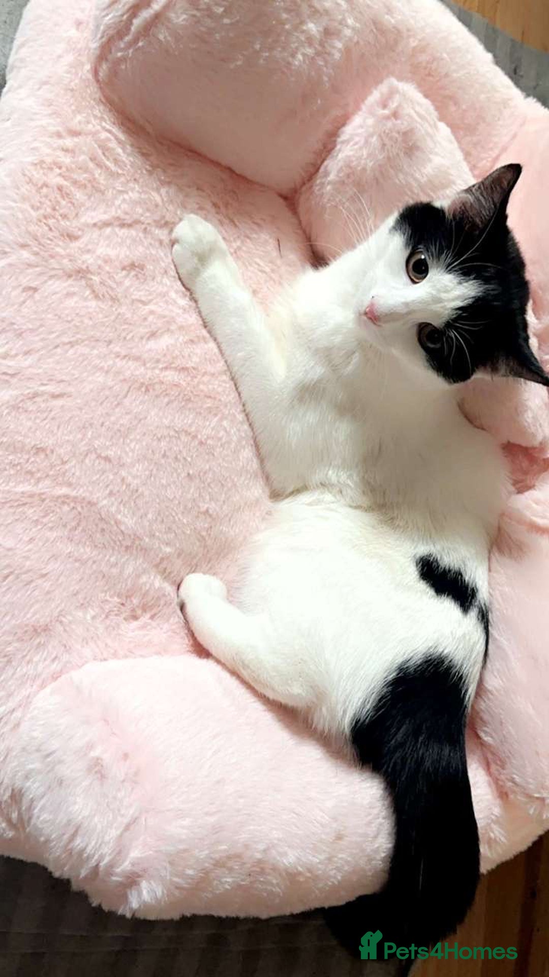 Domestic Shorthair cats for sale: Domestic shorthair 1 Year old female cat🐈🤍  - Image 1