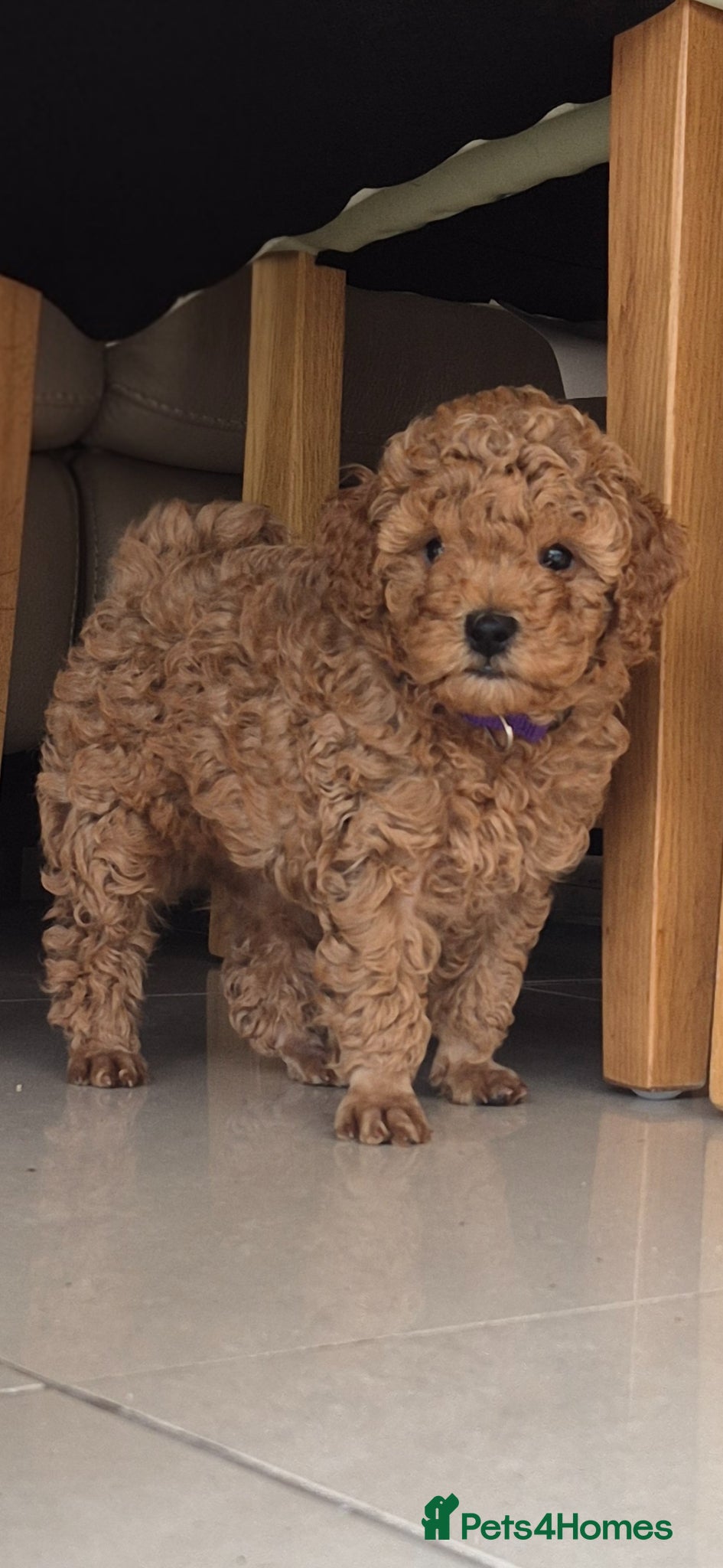 Toy Poodle dogs 3 Adorable Male Red Toy Poodle Puppies - Advert 2