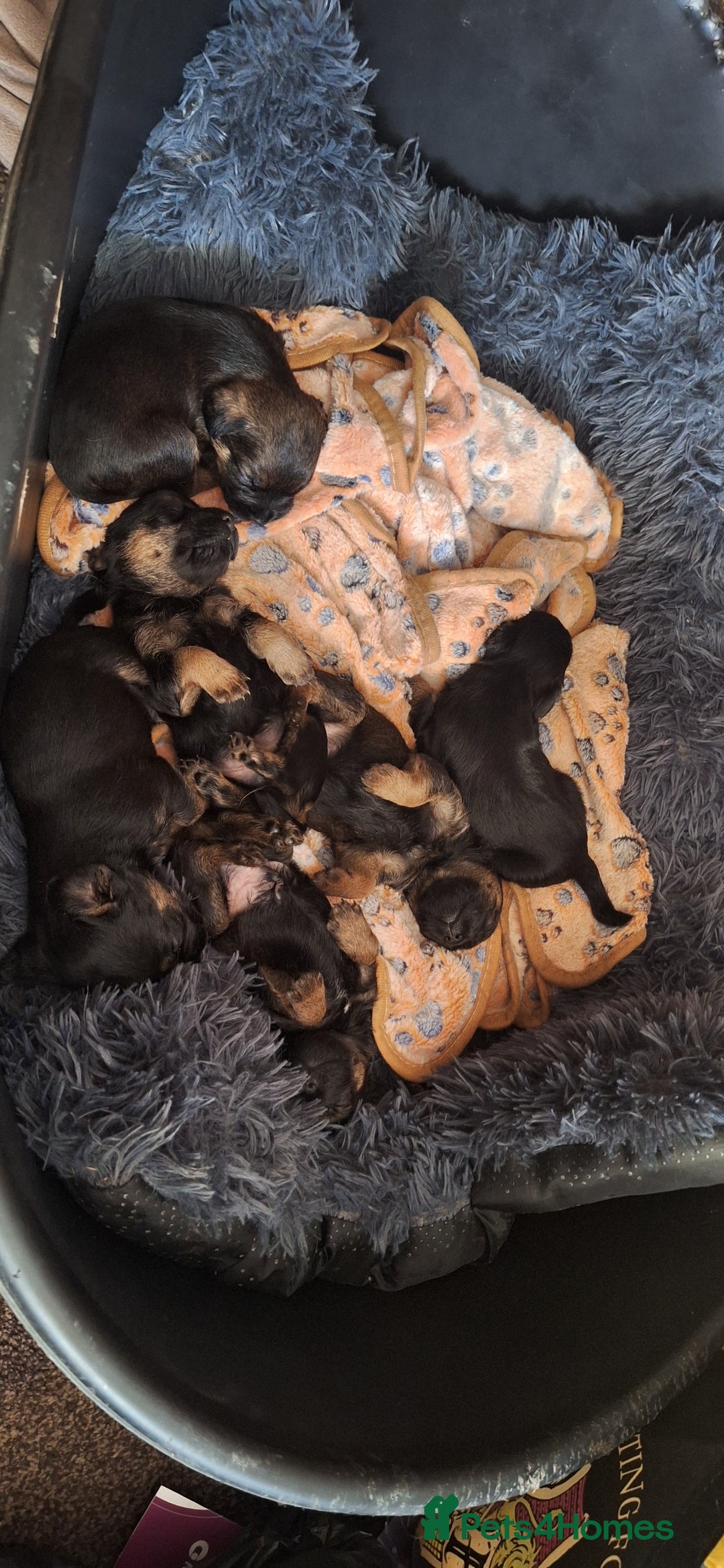 Border Terrier dogs for sale: Border terrier pups slem tested parents  - Image 1