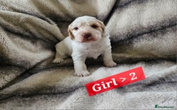 Cocker Spaniel dogs for sale: Goregous Litter of Cocker Spaniel Puppies  - Image 8