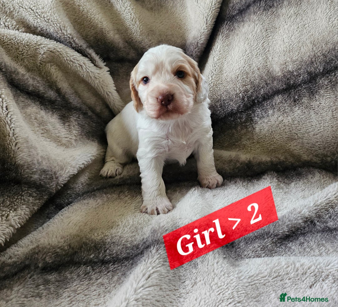 Cocker Spaniel dogs for sale: Goregous Litter of Cocker Spaniel Puppies  - Image 8