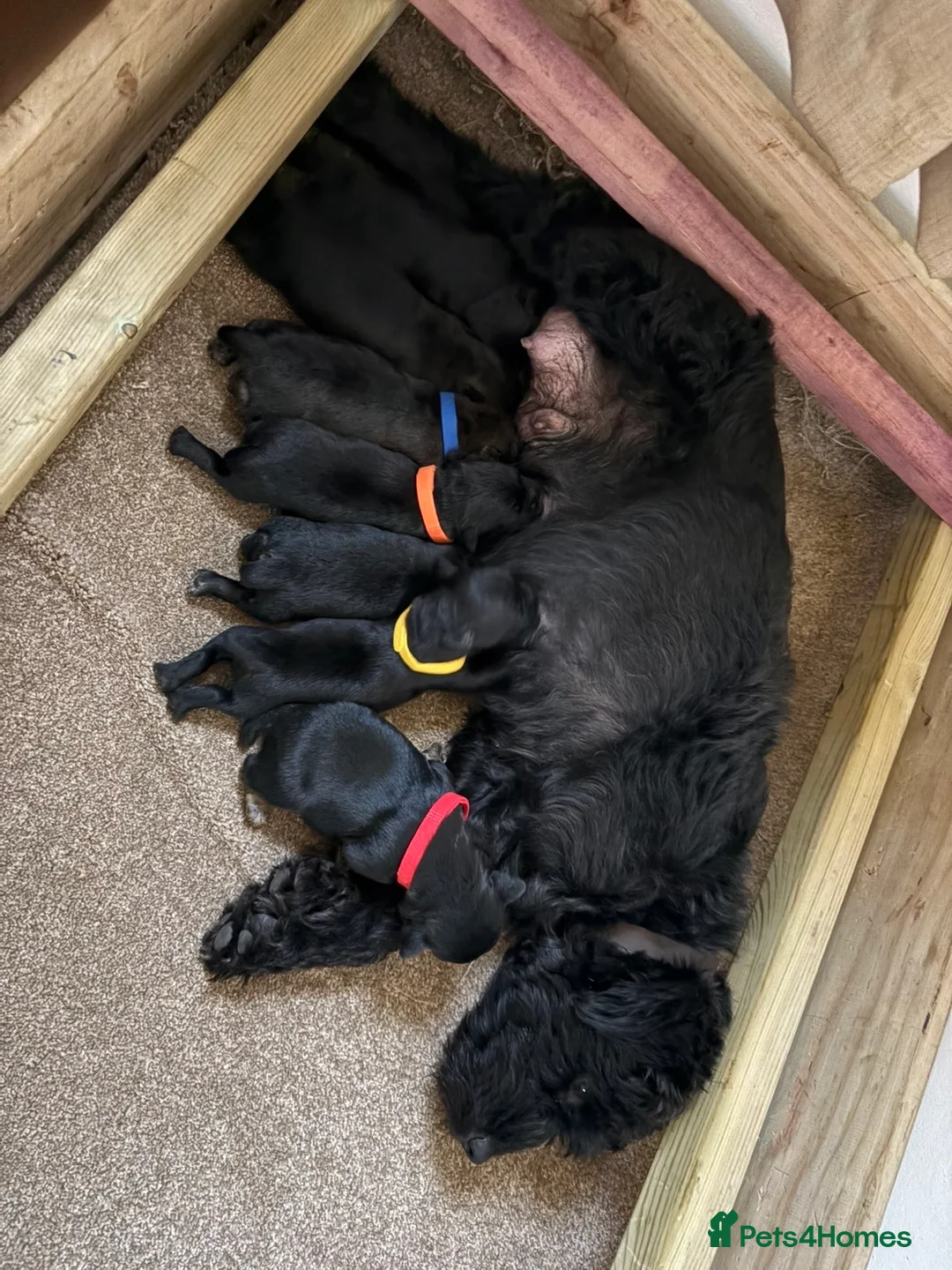 Mixed Breed dogs for sale: Patterdale lakeland terrier puppy’s - Advert 8