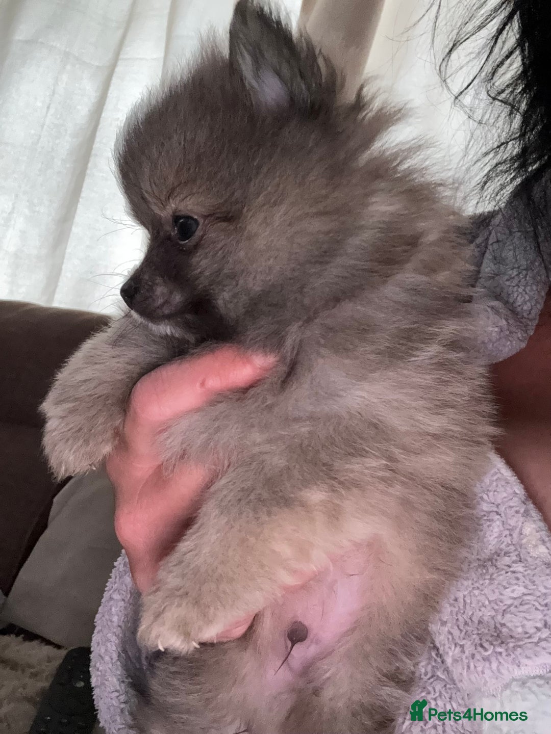 Pomeranian dogs for sale: STUNNING mini Pomeranians  - Image 6