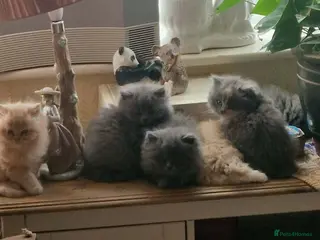 British Longhair cats Stunning British Longhair Kittens - Advert 1