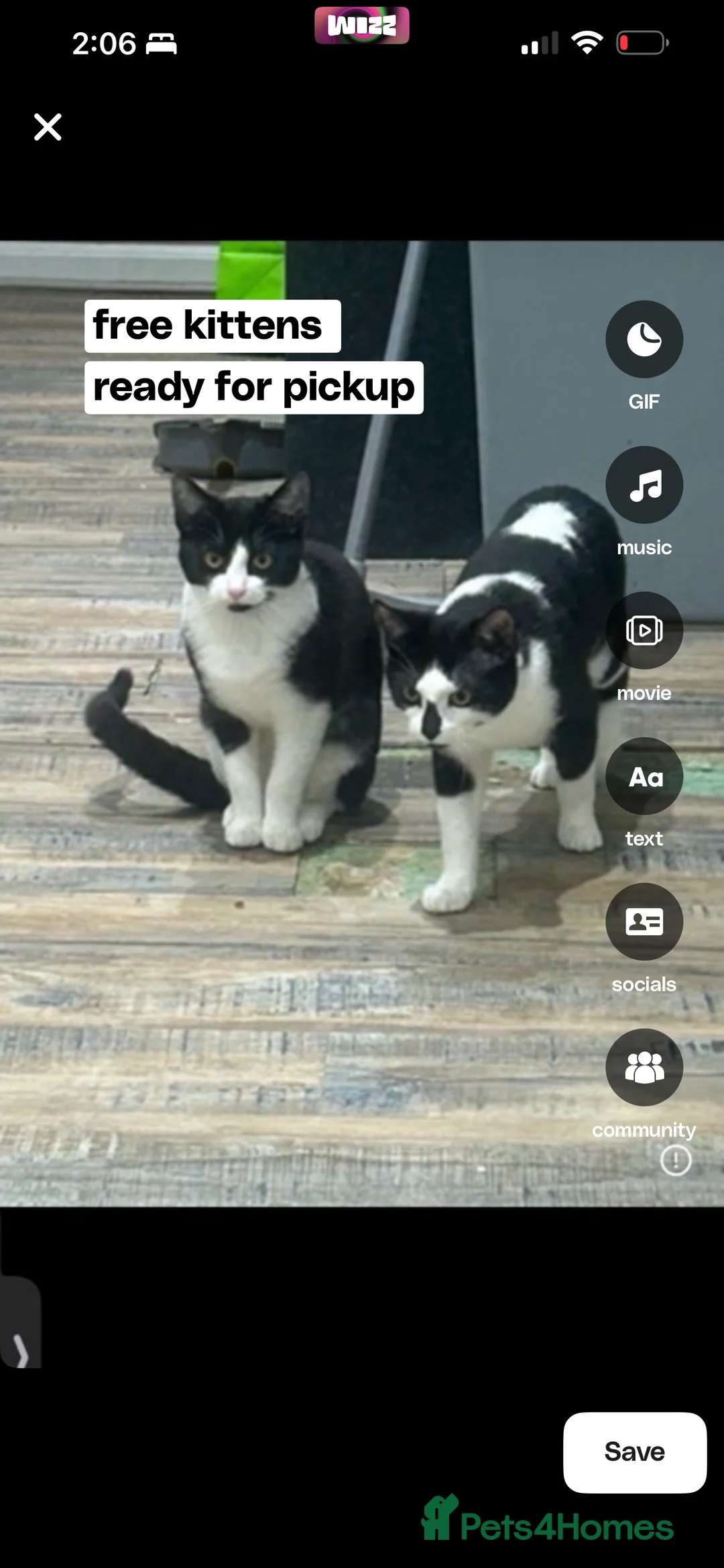 Domestic Shorthair cats for sale: Adorable Black & White Short-Hair ca in Leeds - Advert 2