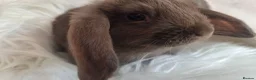 Mini Lop rabbits for sale: Beautiful mini lops boys and girls avalible . - Advert 9