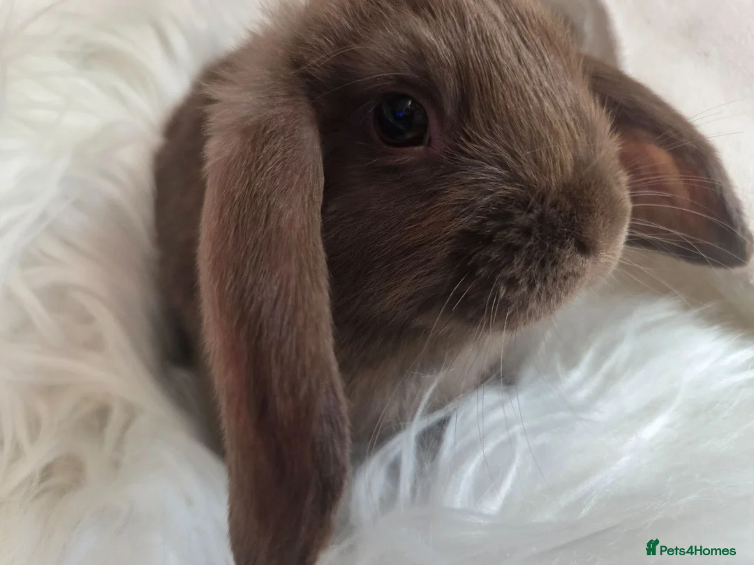 Mini Lop rabbits for sale: Beautiful mini lops boys and girls avalible . - Advert 9