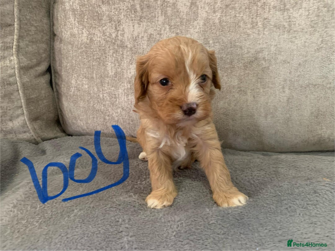 Cavapoo dogs for sale: Cavalier puppy’s  - Advert 11