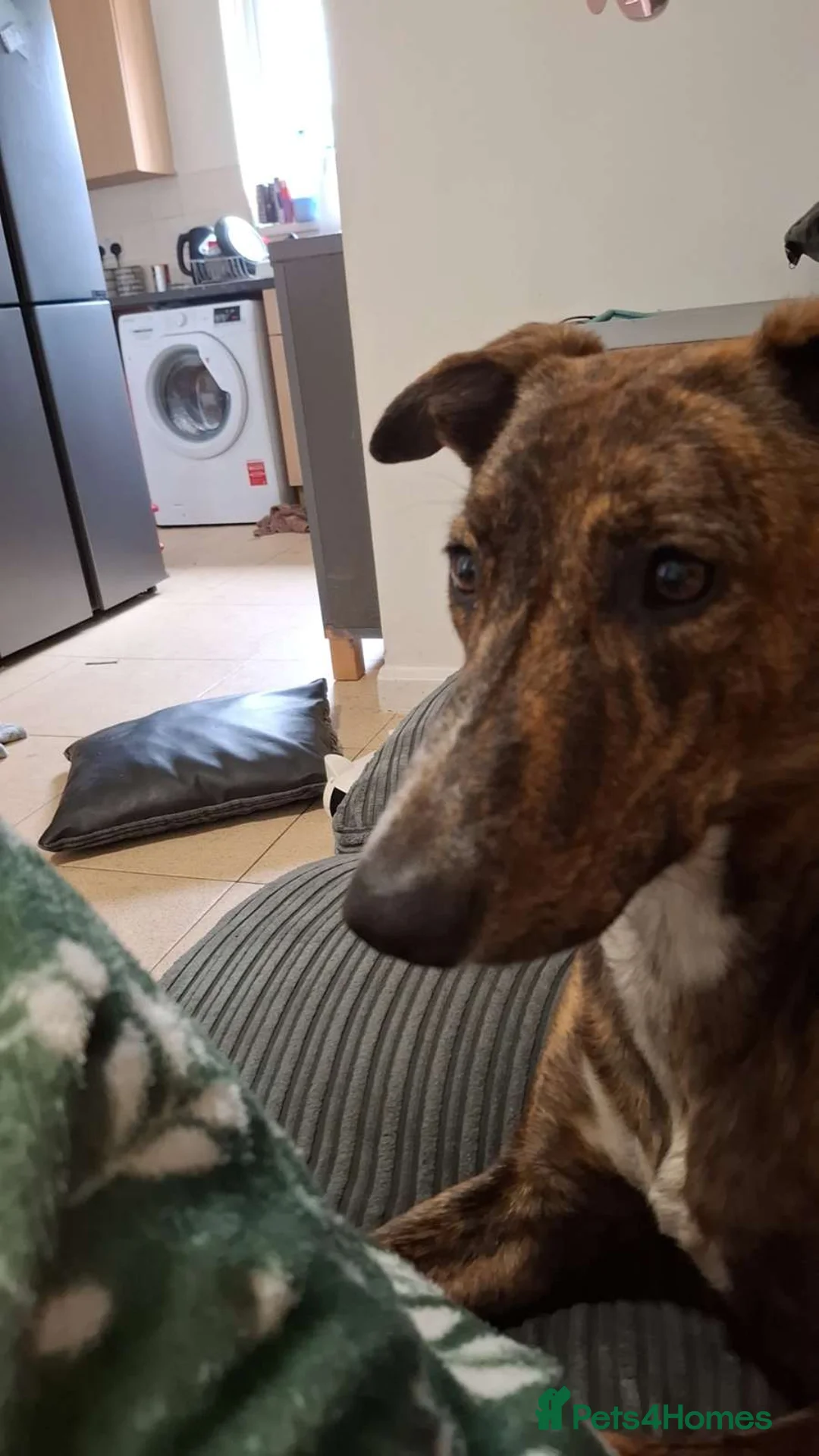 Mixed Breed dogs for sale: Rehoming Daisy - Advert 6