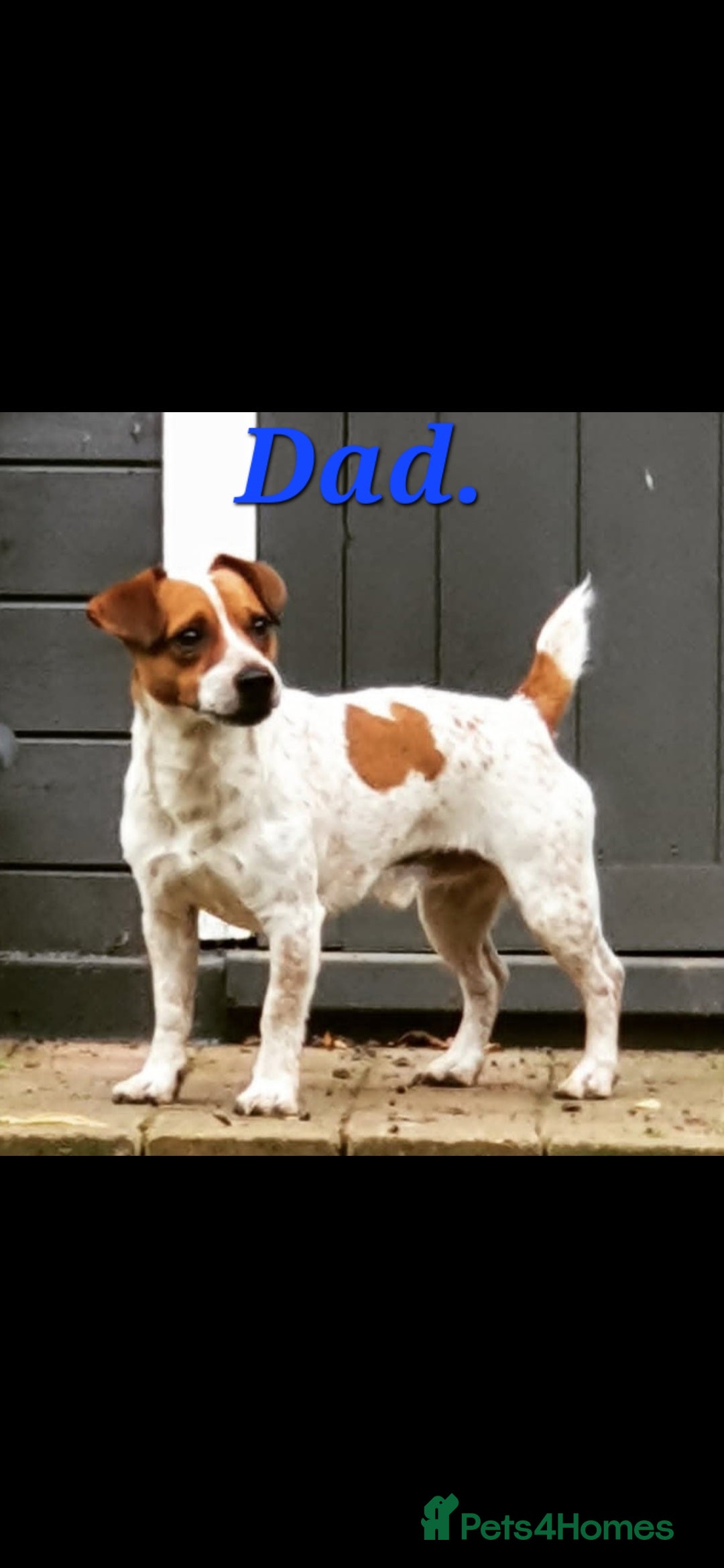 Mixed Breed dogs for sale: Border Jack Puppies. - Advert 13