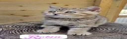 British Longhair cats for sale: 🧡🧸1 British Tabby SH Cutie 🍬🏡🥰 - Advert 9