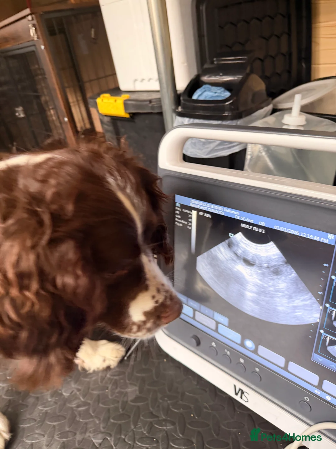 English Springer Spaniel dogs for stud: PROVEN STUD  - Advert 9