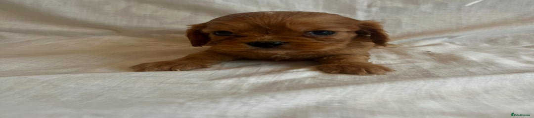 Cavalier King Charles Spaniel Puppy 4