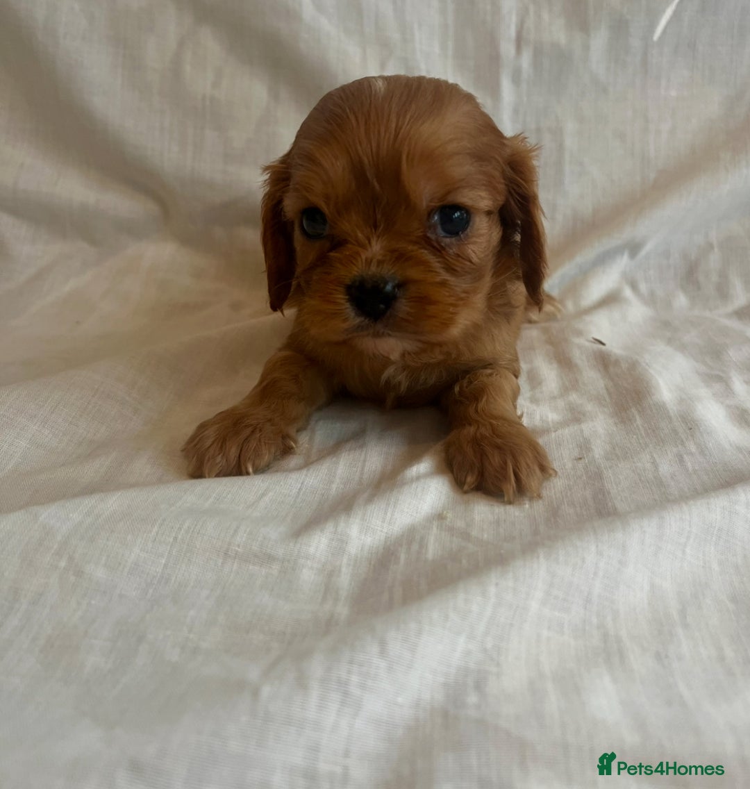 Cavalier King Charles Spaniel dogs for sale: 🐶 KC, RUBY RED cavalier King Charles  - Image 20
