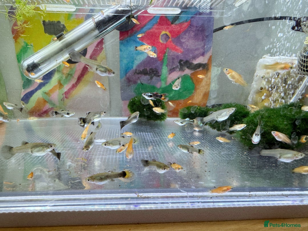 Platies fish for sale: Small platys and Guppys for sale £1 each-Fish only in Bromley - Image 8