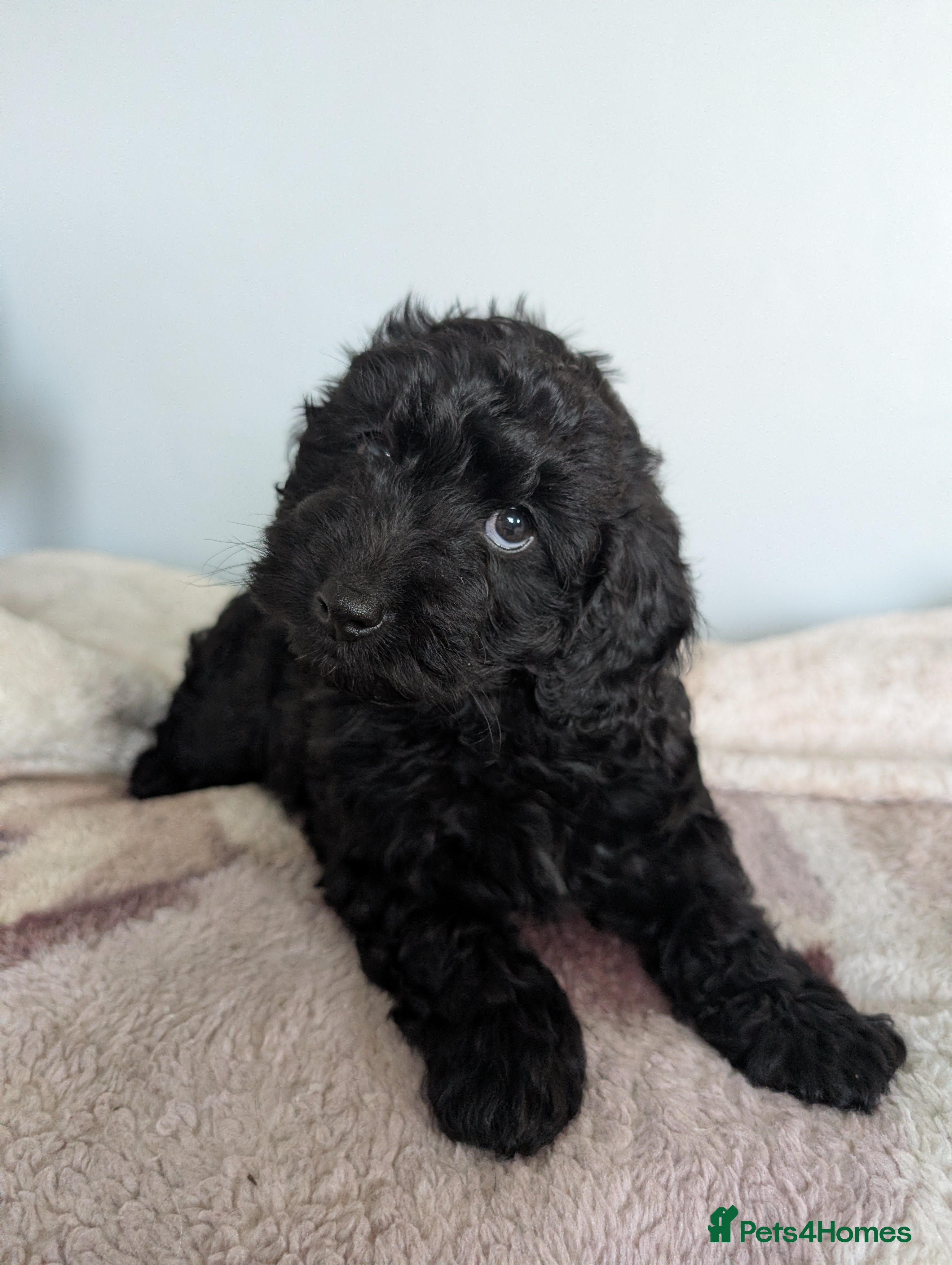 Cockapoo dogs Cockapoo Pups Miniatures 🐾Perfect😍- DNA Cleared - Advert 17