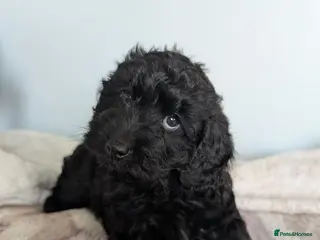Cockapoo dogs Cockapoo Pups Miniatures 🐾Perfect😍- DNA Cleared - Advert 17