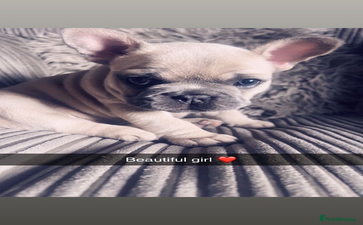 French Bulldog dogs - Advert 7