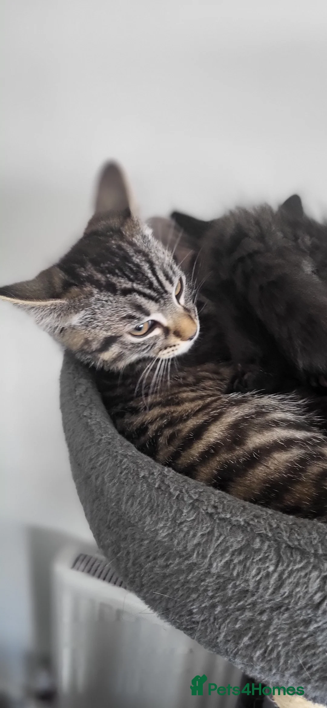 Mixed Breed cats for sale: Fluffy mixed kittens - Advert 15