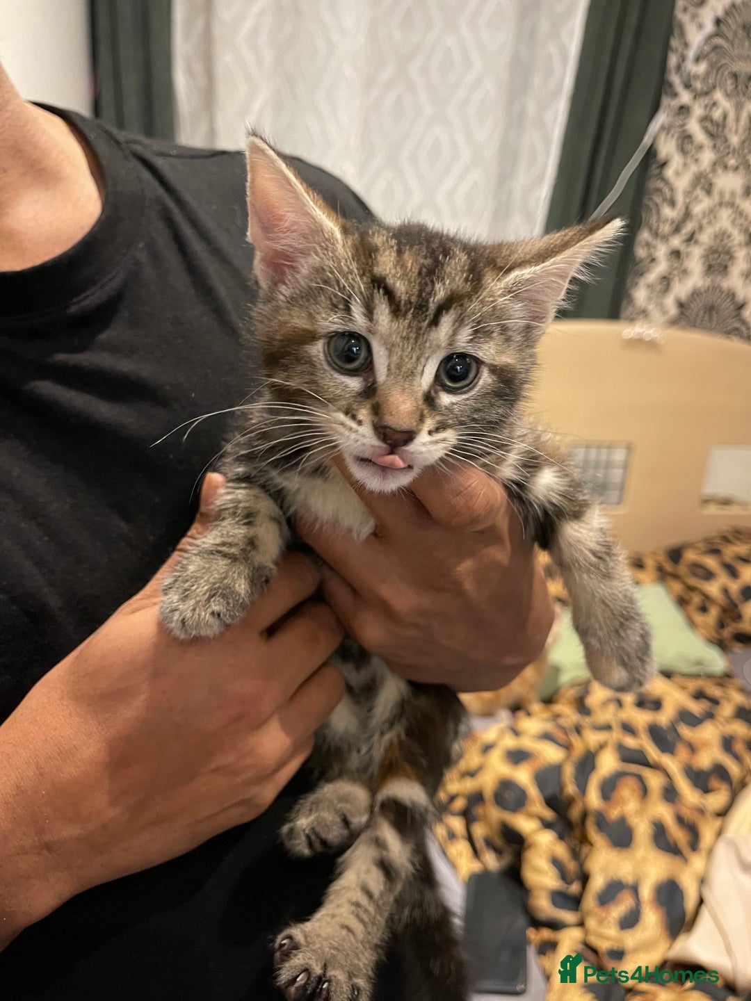 Mixed Breed cats for sale: Mix breed kittens  - Advert 5