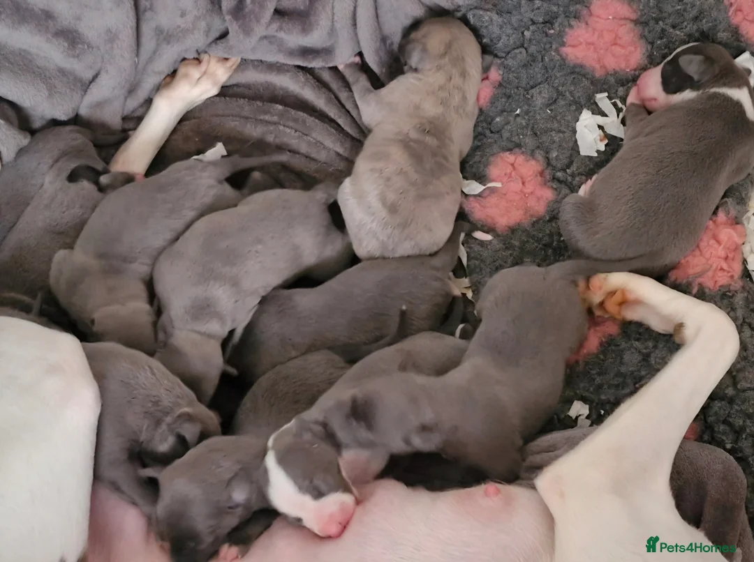 Whippet dogs for sale: Pedigree Whippet Blue Puppies - Advert 8