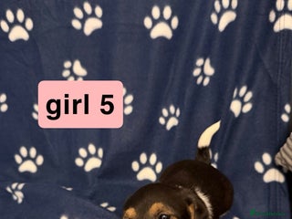 Jack Russell dogs Jack Russel puppie - Advert 1