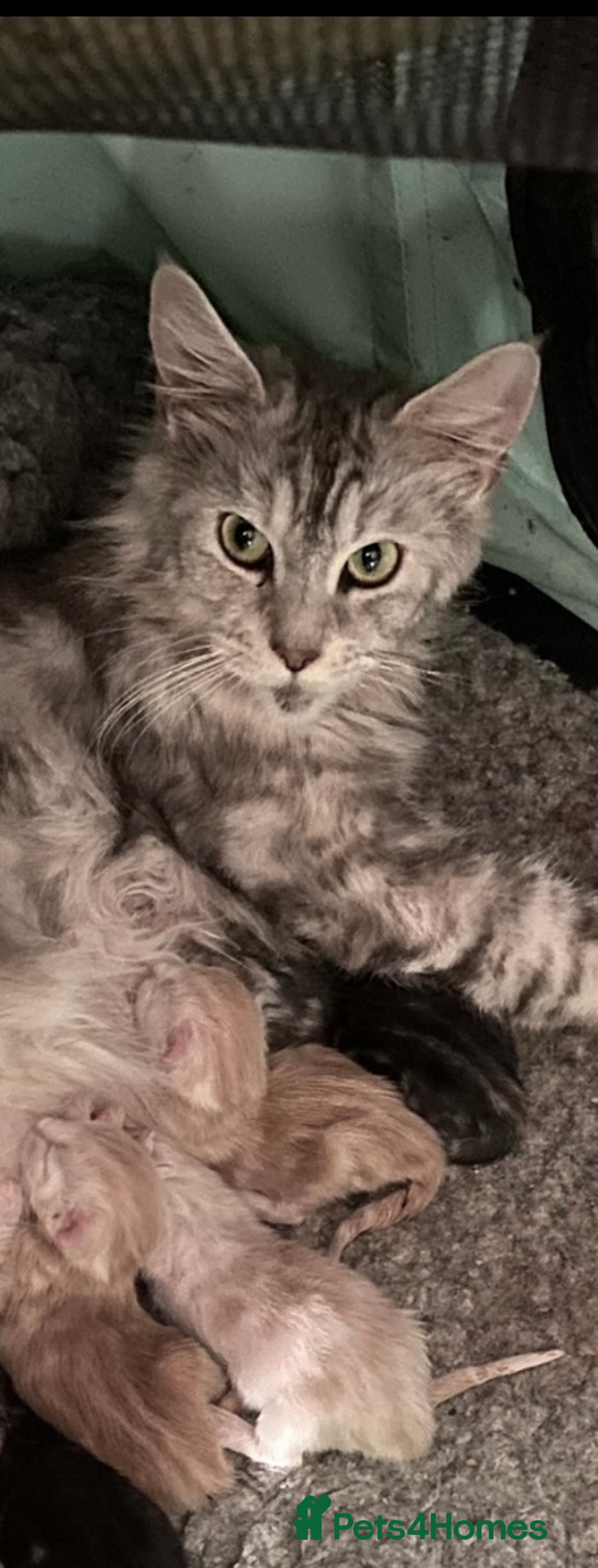 Maine Coon cats for sale: Full Maine Coon kittens Parents fully tested - Advert 14