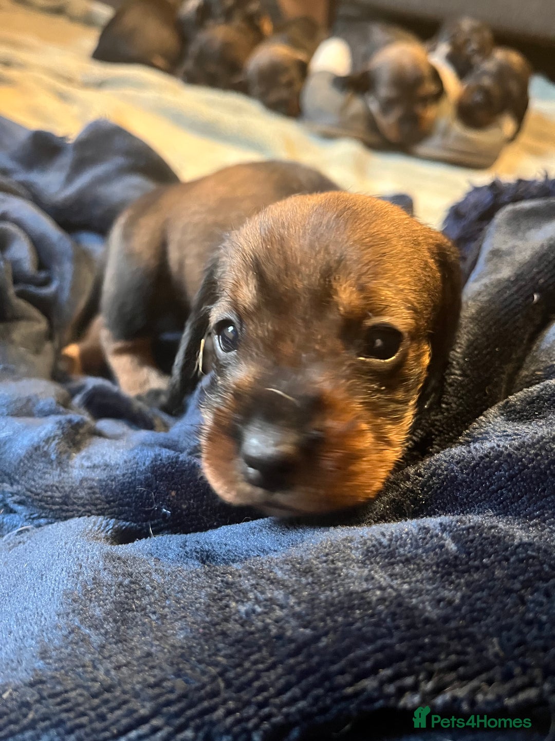 Dachshund dogs for sale: Kc Standard Wire Haired Dachshund Puppies - Image 15