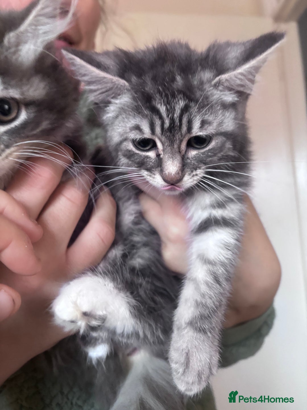 Ragdoll cats for sale: Ragdoll Cross Maine Coon Kitten  - Image 16