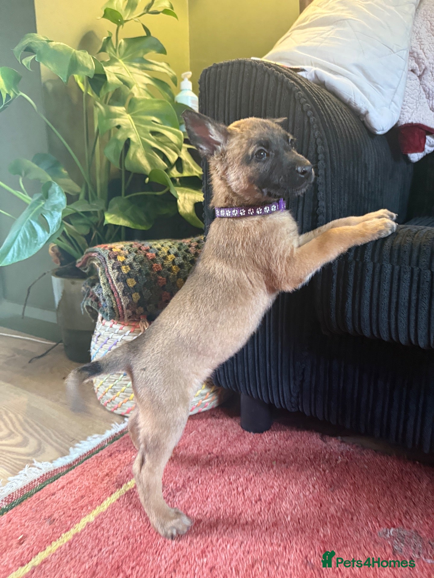 Belgian Shepherd Dog dogs for sale: Belgian shepherd puppies  - Advert 9