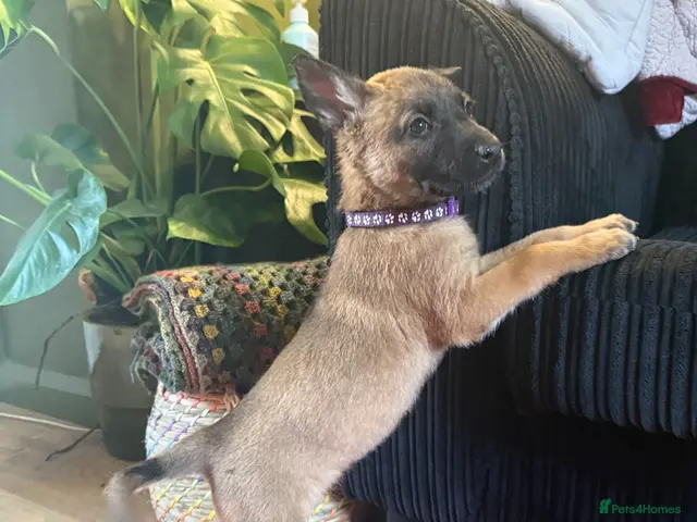 Belgian Shepherd Dog dogs for sale: Belgian shepherd puppies - Advert 9