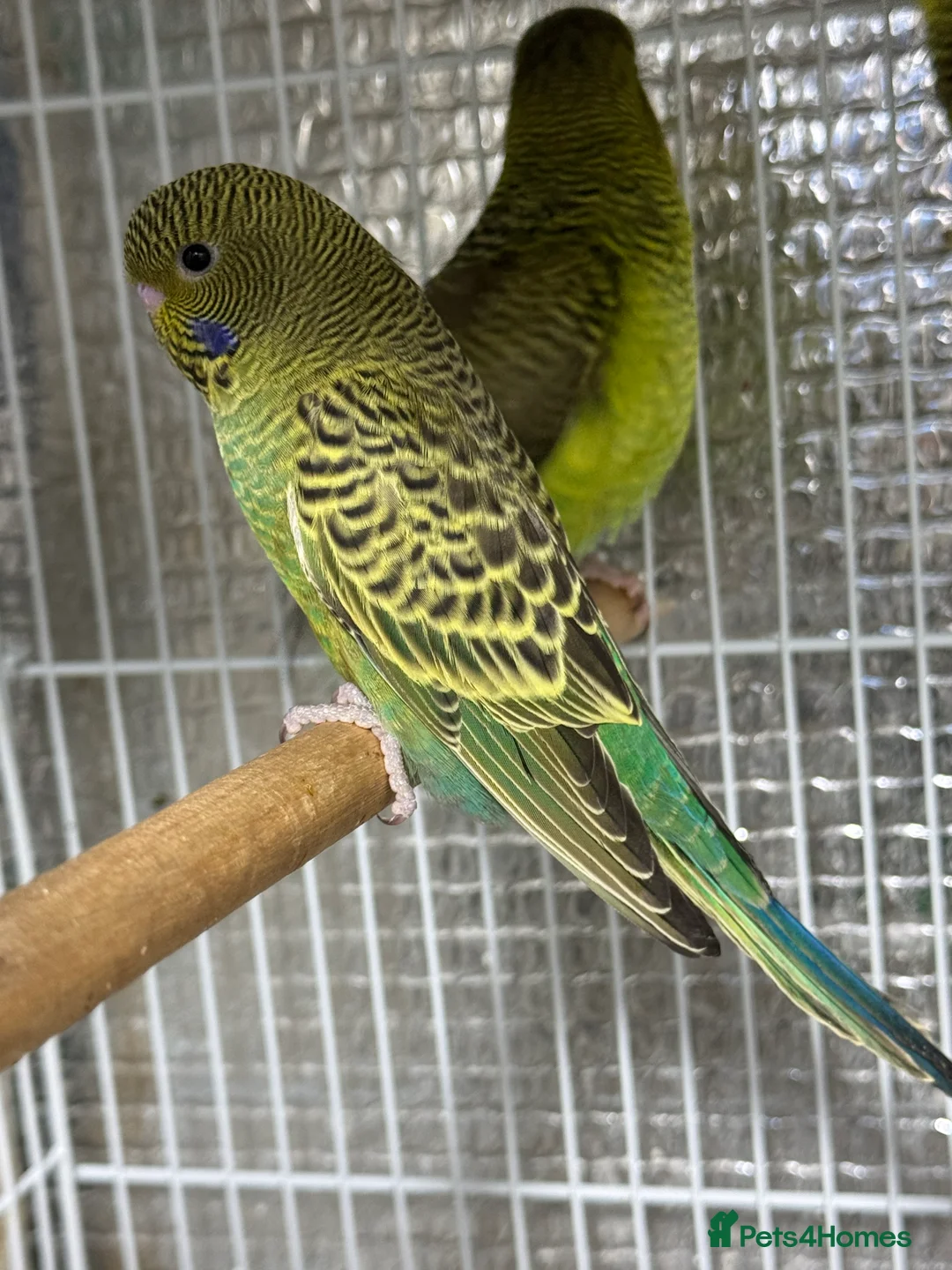 Budgerigars birds for sale: Black face split Melanistic budgie - Advert 2