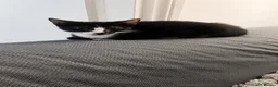 Mixed Breed cats for sale: Bicolor kitten  - Advert 2